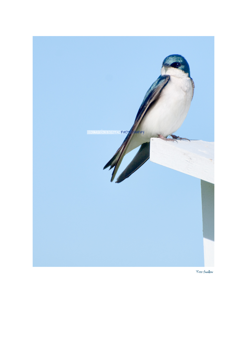 Tree Swallow